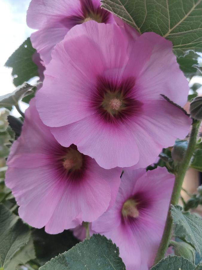 Soviore La Valle Fiorita מראה חיצוני תמונה