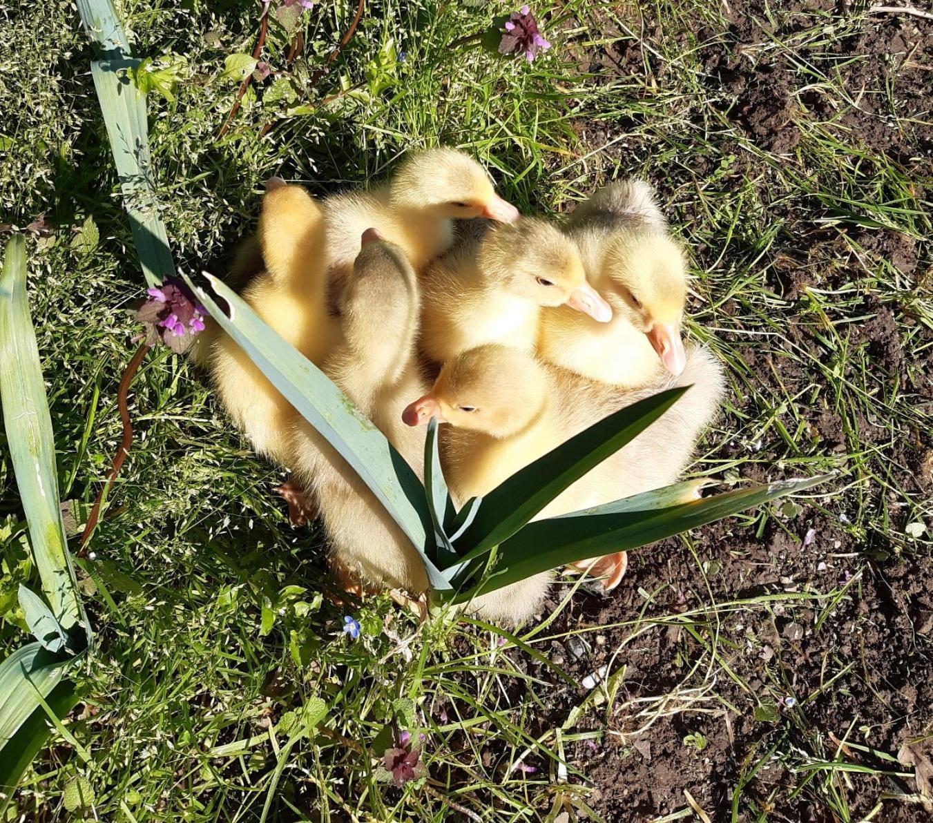 Soviore La Valle Fiorita מראה חיצוני תמונה