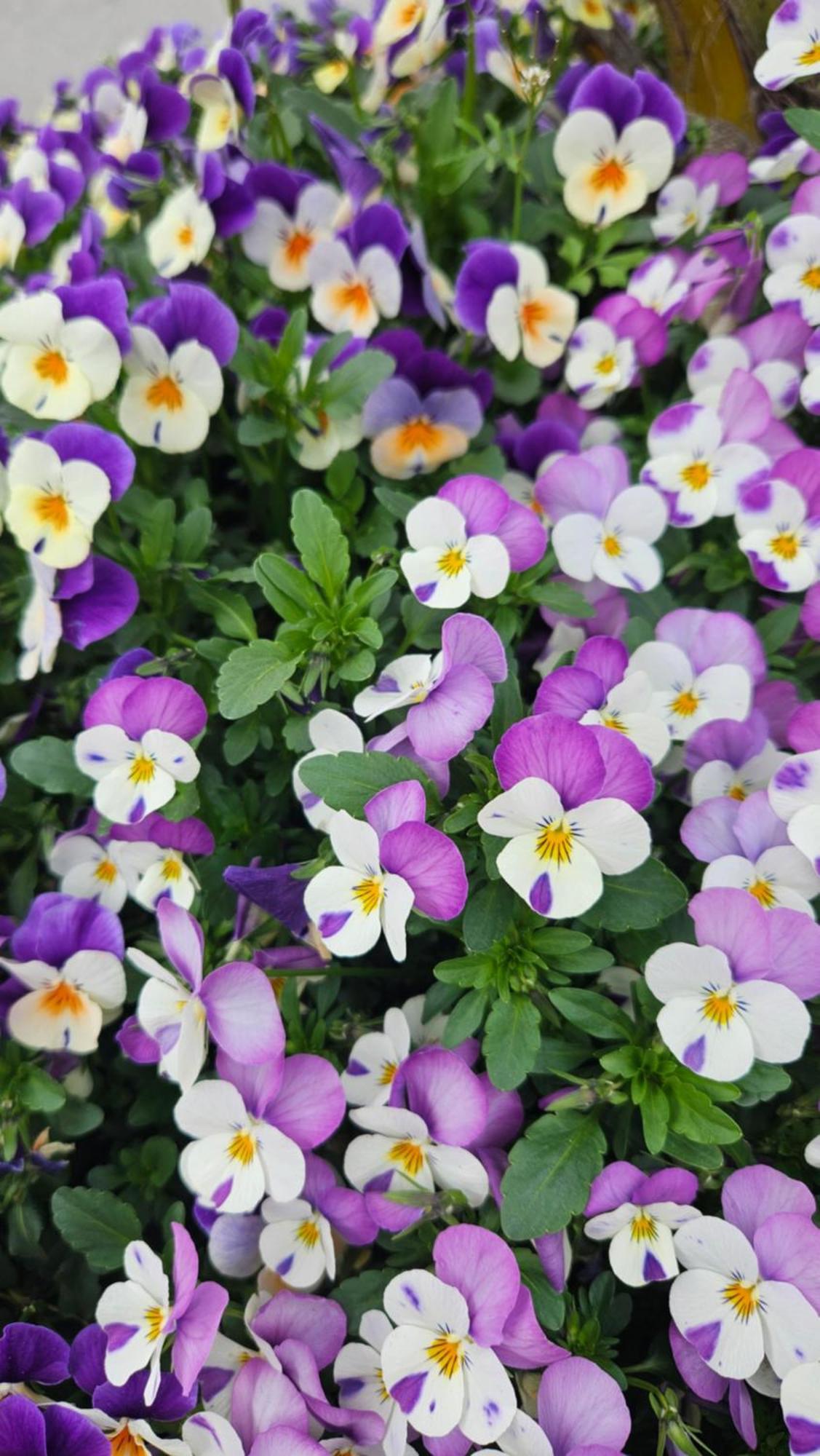 Soviore La Valle Fiorita מראה חיצוני תמונה