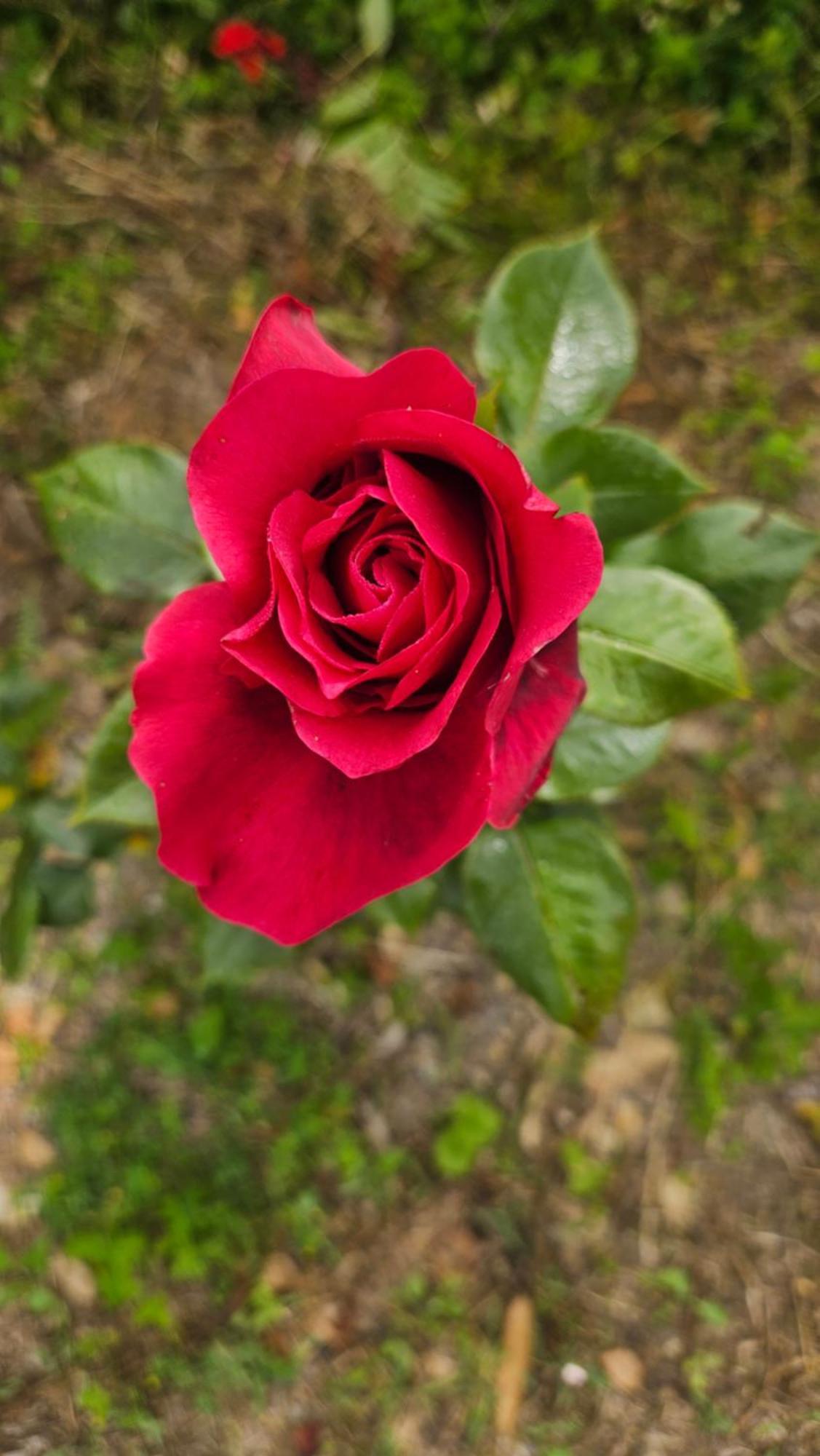 Soviore La Valle Fiorita מראה חיצוני תמונה